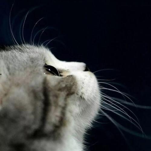 娱乐吃瓜猫捉鸟是真的吗,娱乐吃瓜猫捉鸟事件,真相究竟如何?